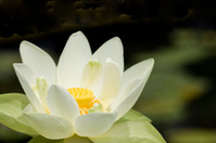 Lotus flower